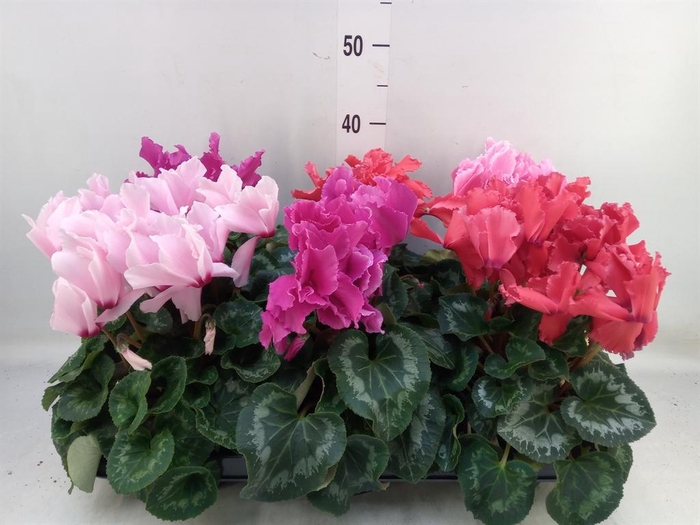 <h4>Cyclamen GR 'Halios Curly'</h4>
