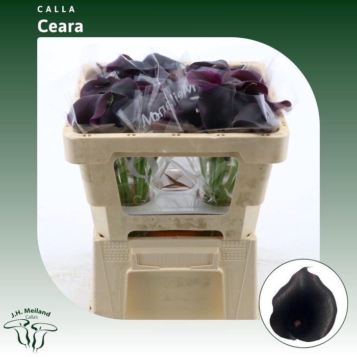 <h4>Calla Call Ceara</h4>