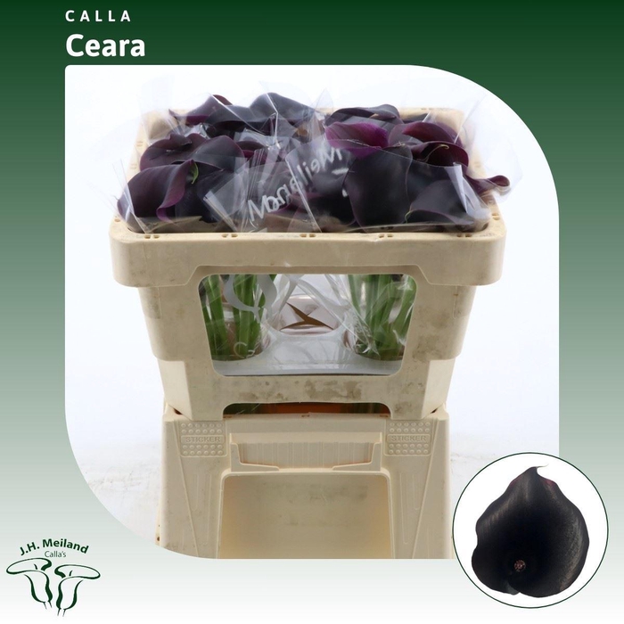 <h4>Calla Call Ceara</h4>
