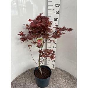 ACER PA ATROPURPUREU