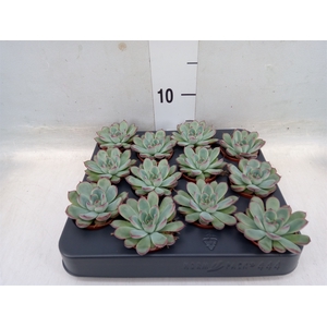 Echeveria pulidonis