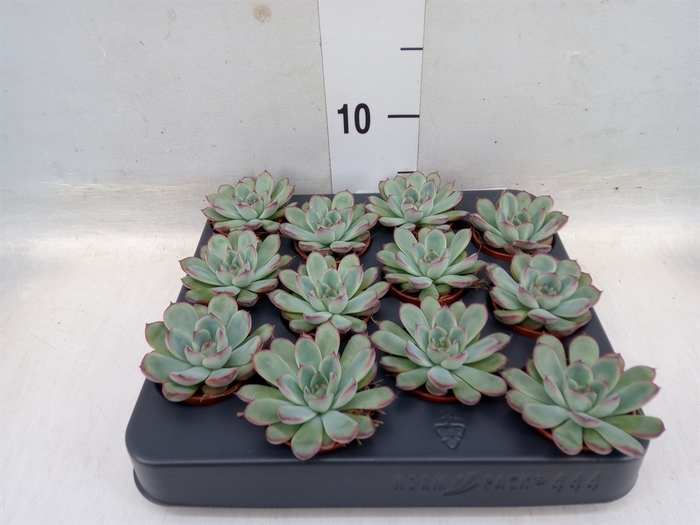 <h4>Echeveria pulidonis</h4>