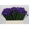 Limonium sinuatum Navy Sun Birds