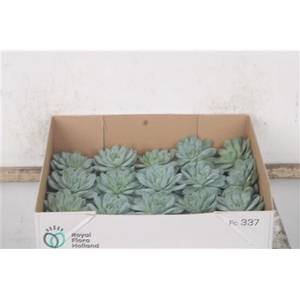 Echeveria Zonnestraal X20
