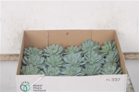 <h4>Echeveria Zonnestraal X20</h4>