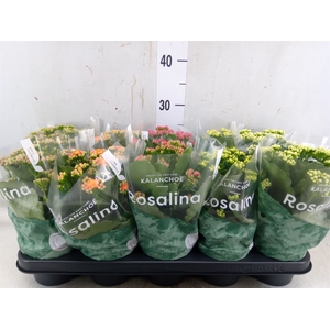 Kalanchoe blos. 'Rosalina'  ..mix 6