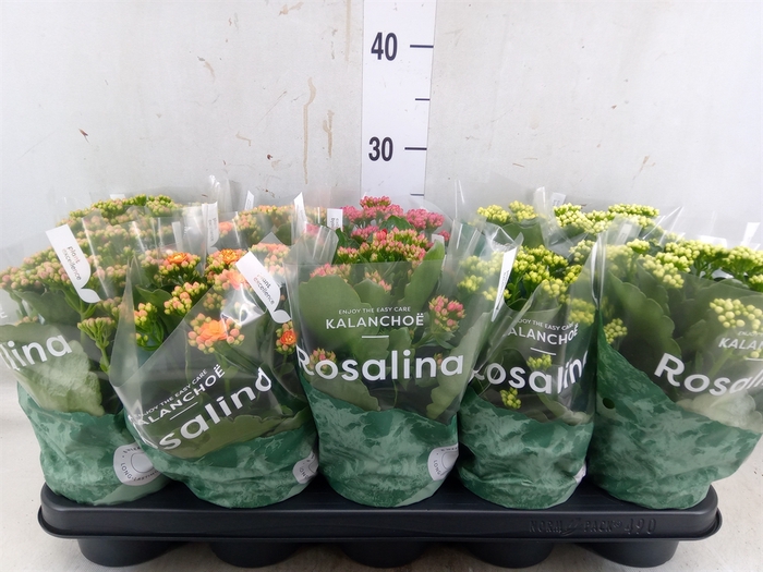 <h4>Kalanchoe blos. 'Rosalina'  ..mix 6</h4>