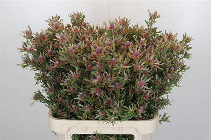 <h4>Leucadendron Ayoba Star Pearl Flora United</h4>