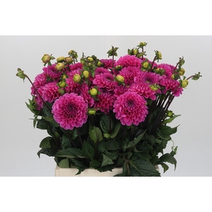 Dahlia Happy Hour