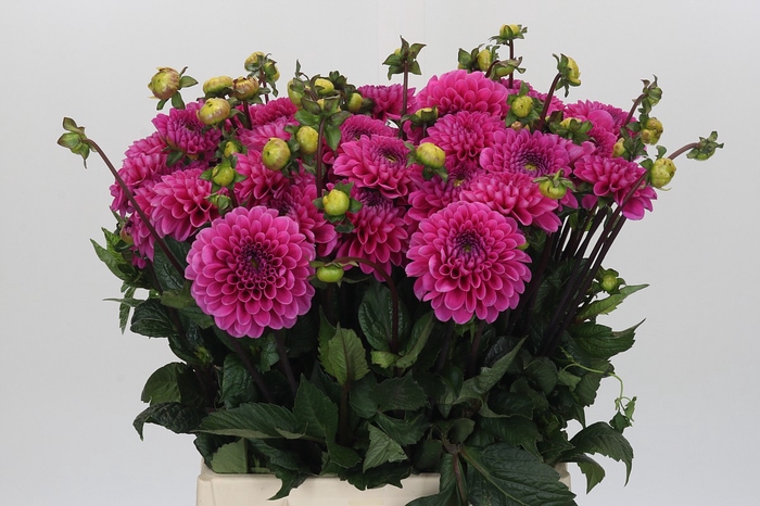 <h4>Dahlia Happy Hour</h4>