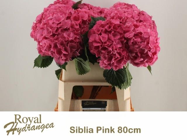 <h4>HYDR M SIBILLA RD</h4>