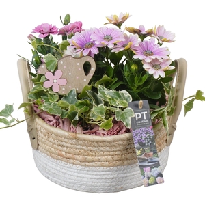 Arr.   Perkplanten L%