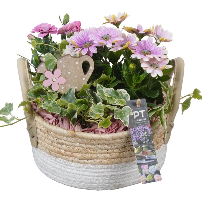 <h4>Arr.   Perkplanten L%</h4>