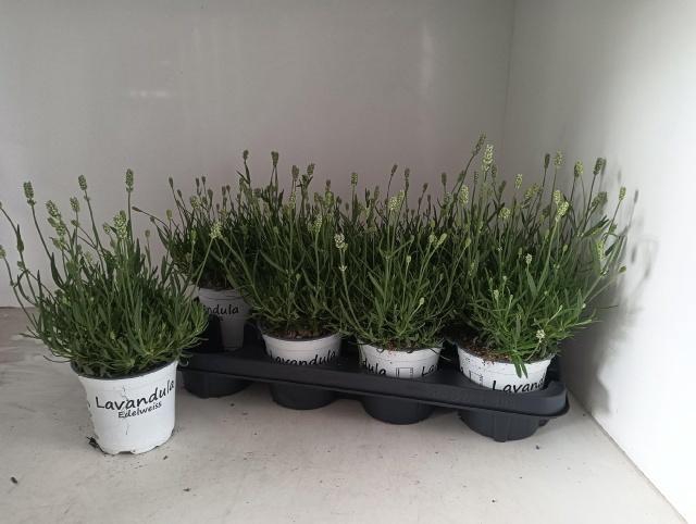 <h4>LAVAN IN EDELWEISS</h4>