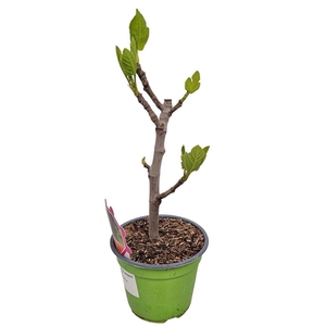 FICUS CARICA