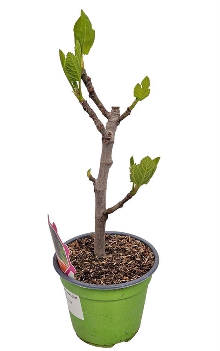 <h4>FICUS CARICA</h4>