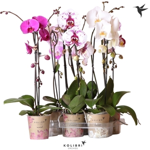 Kolibri Orchids Cascade Niagara fall mix 1spike