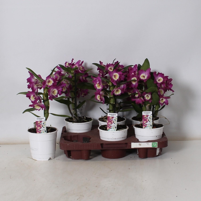 <h4>DEND NOBILE</h4>