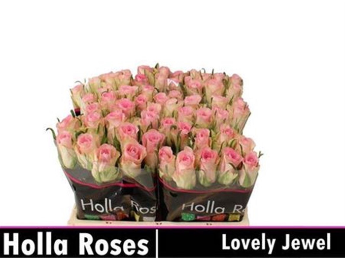 <h4>R Gr Lovely Jewel</h4>