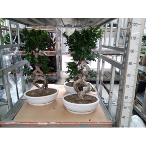 Ficus microcarpa 'Ginseng'