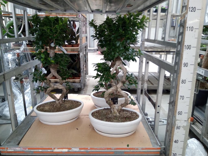 <h4>Ficus microcarpa 'Ginseng'</h4>