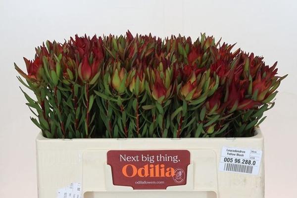 <h4>LEUCAD SAL BLUSH</h4>