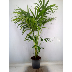 Howea forsteriana
