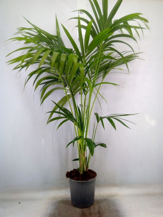 <h4>Howea forsteriana</h4>