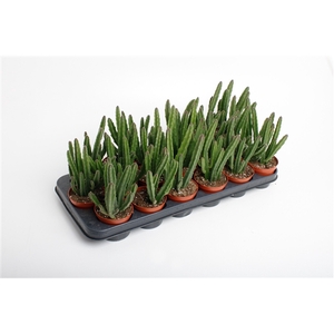 Stapelia Leendertzia