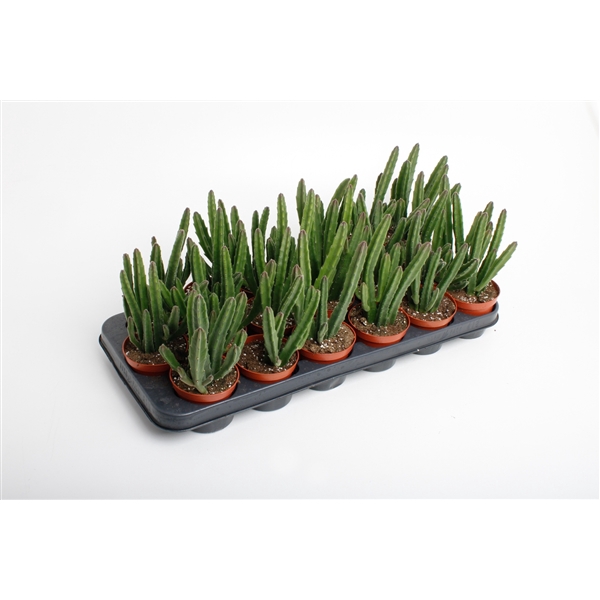 <h4>Stapelia Leendertzia</h4>