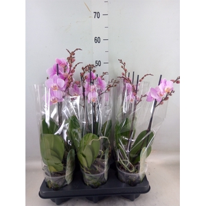 Phalaenopsis multi. 'Beaution'