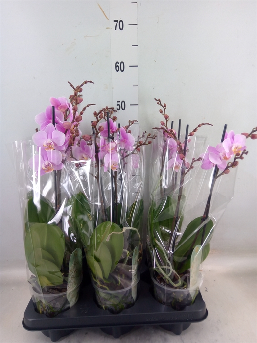 <h4>Phalaenopsis multi. 'Beaution'</h4>