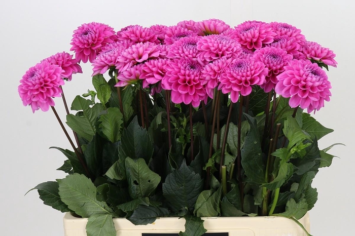 Dahlia Happy Hour