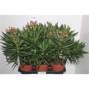 Neri Oleander Extra