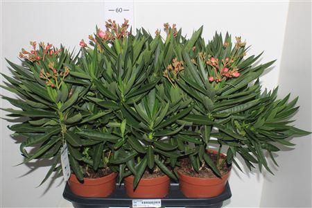 <h4>Neri Oleander Extra</h4>