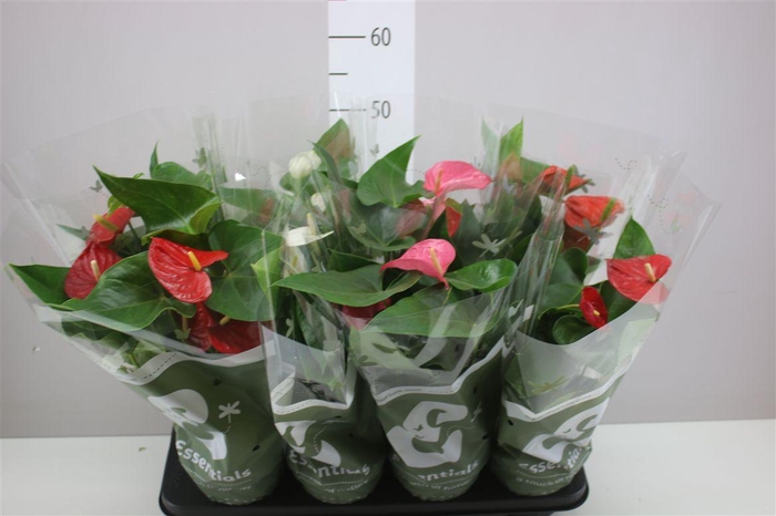 <h4>Anth An Gemengd</h4>