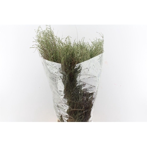 Thymus ( Tijm ) 300 Gram