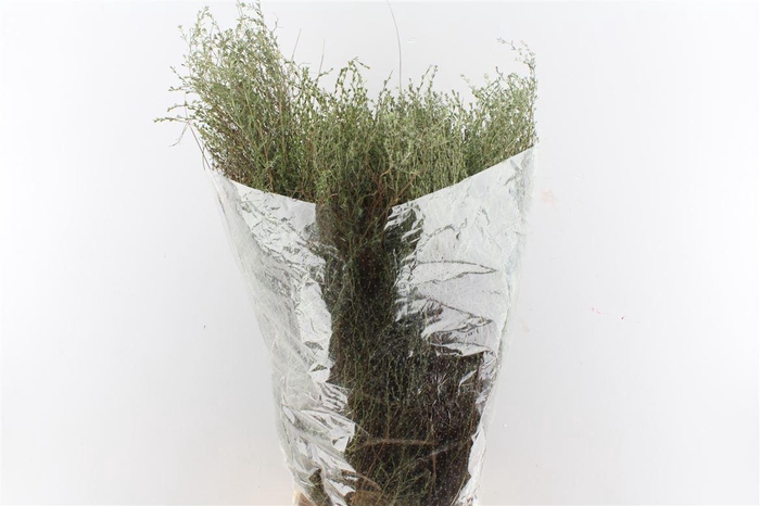 <h4>Thymus ( Tijm ) 300 Gram</h4>