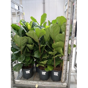 Ficus lyrata