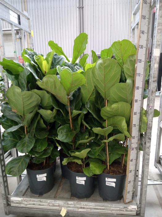 <h4>Ficus lyrata</h4>