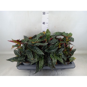 Begonia BD mac. 'Spotlight Green'