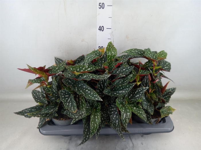 <h4>Begonia BD mac. 'Spotlight Green'</h4>