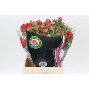 Anemone Mistral Plus Red
