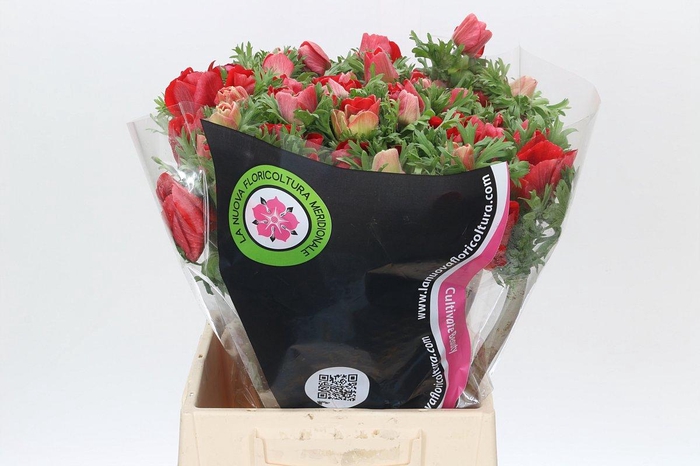 <h4>Anemone Mistral Plus Red</h4>