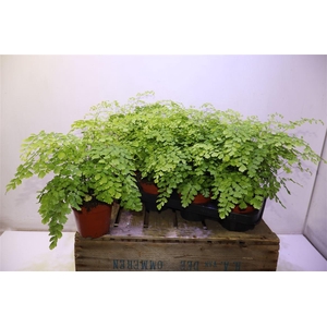 Adian Rad Fragrans