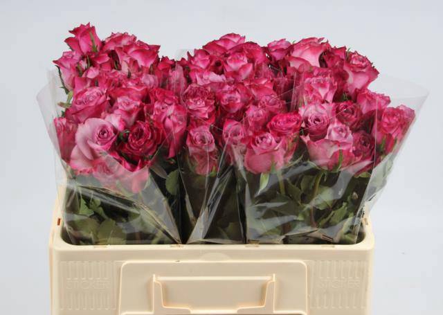 <h4>R GR DEEP PURPLE</h4>