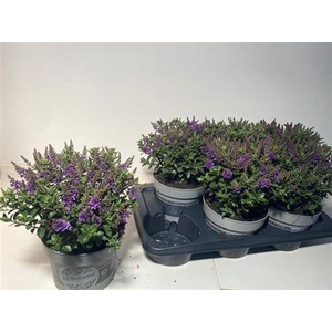 Hebe Early Blooms Ariana