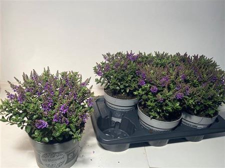 <h4>Hebe Early Blooms Ariana</h4>
