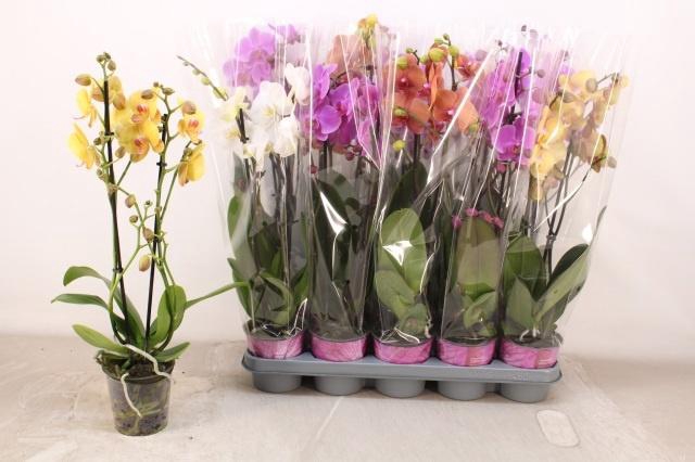 <h4>PHAL GEM 5 KL</h4>