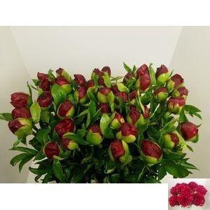 <h4>PAEO CHRISTM VELVET</h4>